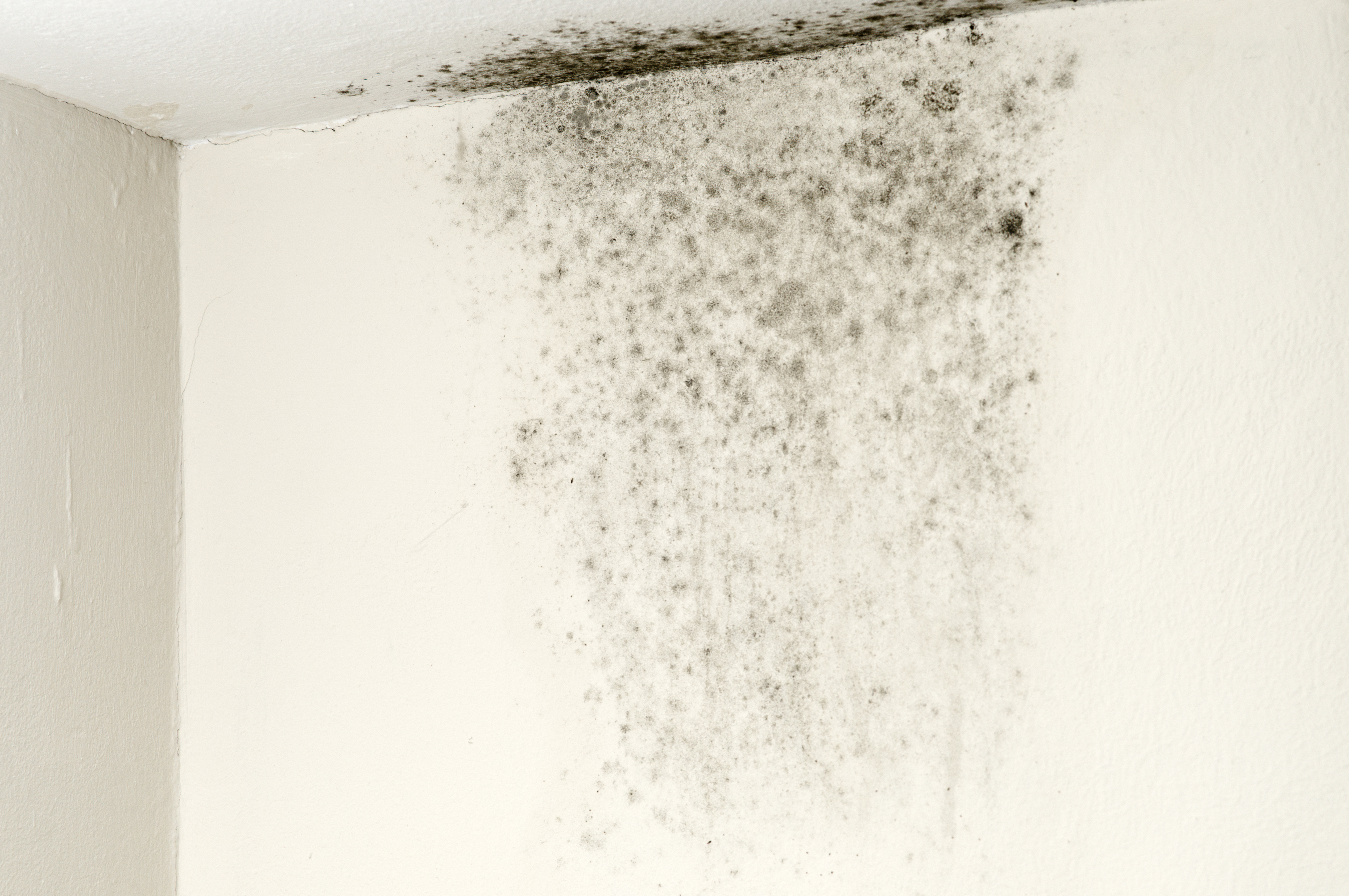 Damp Proofing by Avid Roofing & Building in Surrey